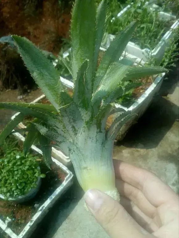 菠萝种植技术新闻_菠萝种植技术新闻报道_菠萝种植新技术