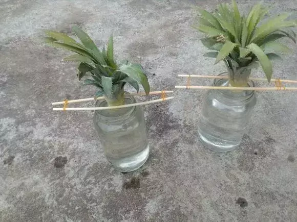 菠萝种植技术新闻_菠萝种植技术新闻报道_菠萝种植新技术