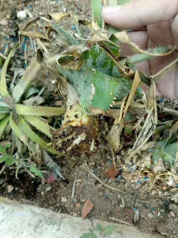 菠萝种植新技术_菠萝种植技术新闻_菠萝种植技术新闻报道