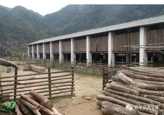在农村养羊怎样建羊舍！