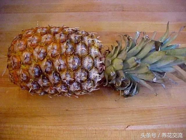 菠萝的叶冠扭下来就能养成窗台盆栽，不用花钱也能养好