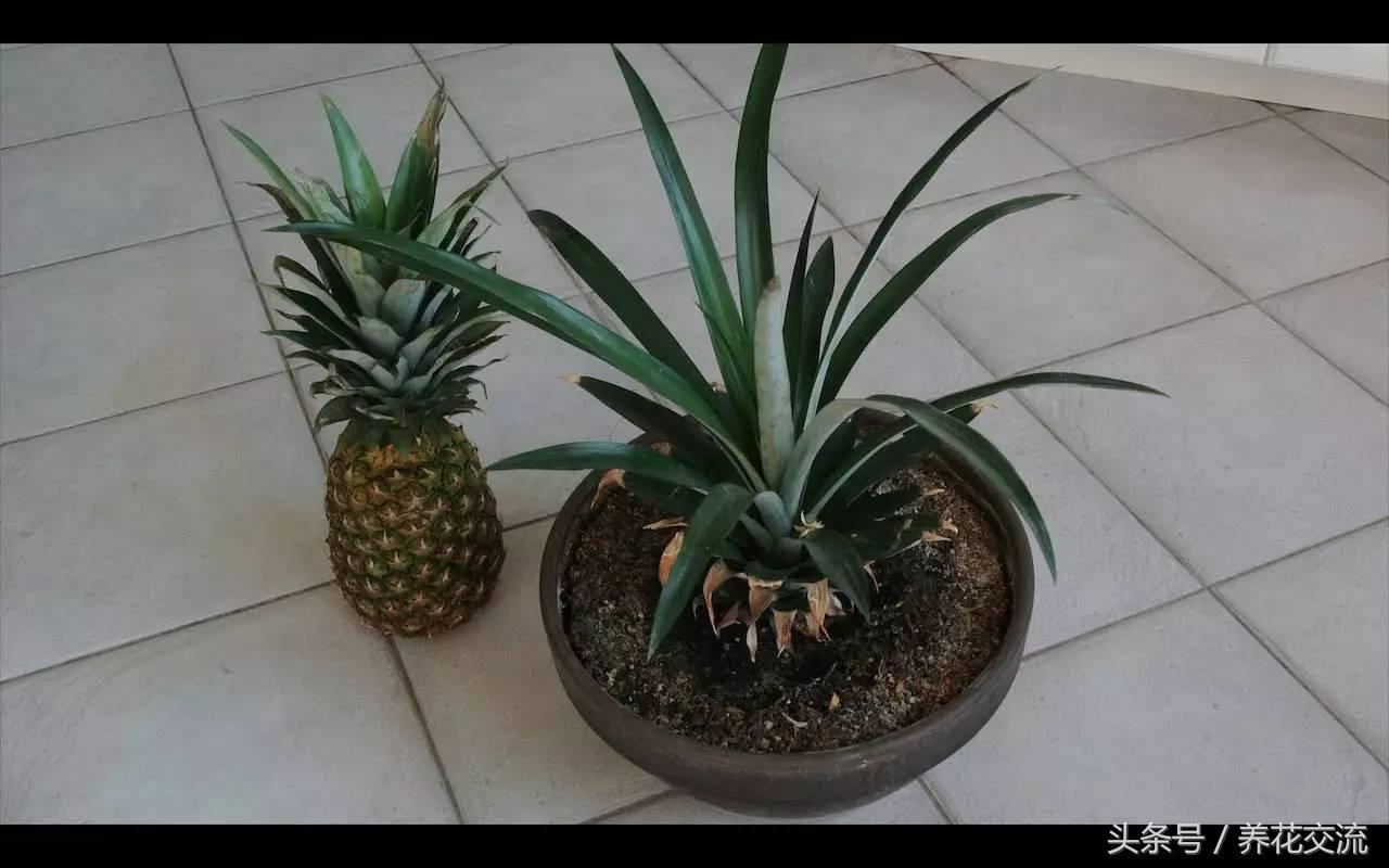 菠萝种植技术新闻报道_菠萝种植新技术_菠萝种植的技术