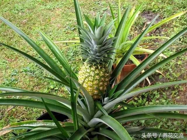 菠萝种植的技术_菠萝种植新技术_菠萝种植技术新闻报道