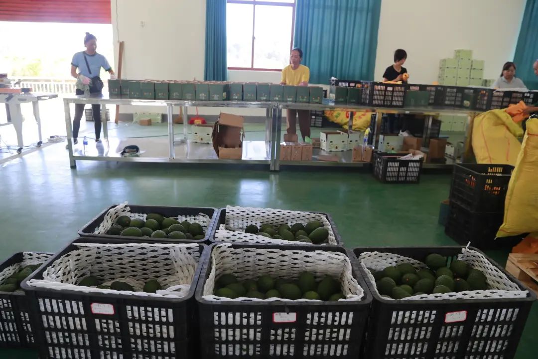 致富种植果牛油果图片_致富种植果牛油果好吗_致富经牛油果种植