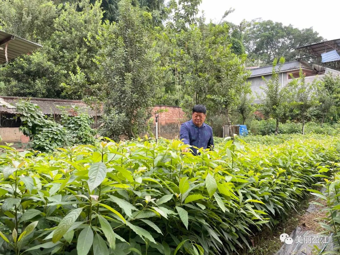 致富经牛油果种植_致富种植果牛油果图片_种植牛油果前景