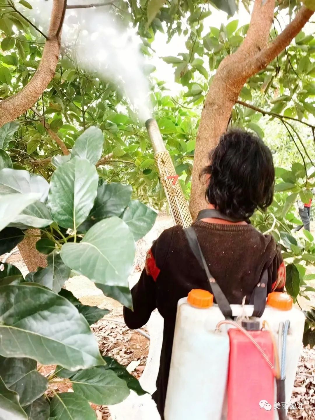 致富经牛油果种植_种植牛油果前景_致富种植果牛油果图片