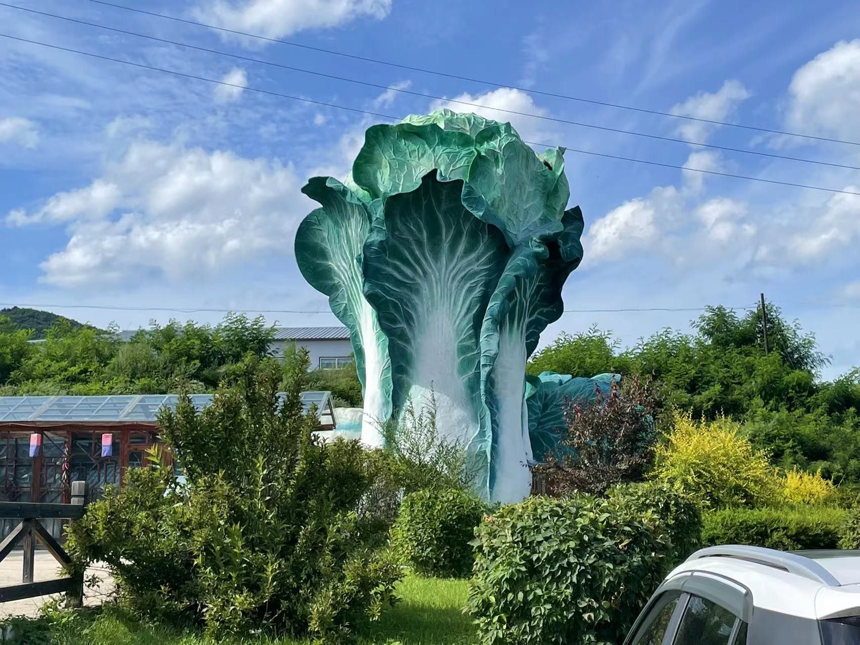 种植有机蔬菜的致富经_致富蔬菜种植机有哪些品牌_蔬菜种植机器