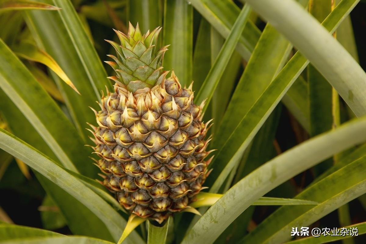 菠萝种植技术新闻报道_菠萝的种植技术视频_菠萝种植新技术