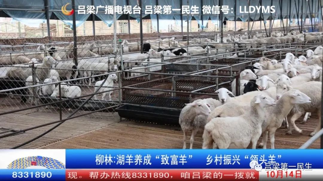 高效养殖致富羊_养羊致富_致富经养殖羊视频