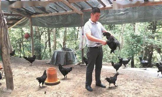 八黑鸡致富经_致富经土鸡_致富经黑水鸡