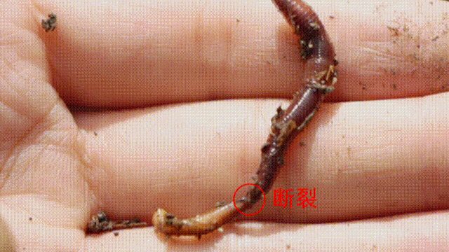 用相养殖蚯蚓技术_养殖蚯蚓技术用途有哪些_养殖蚯蚓做什么用