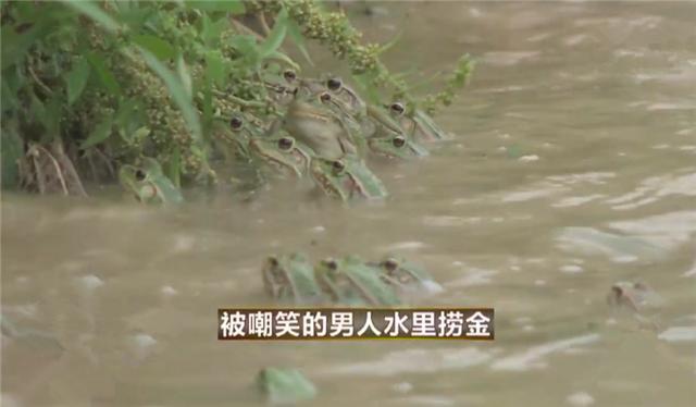 致富养殖青蛙_致富养殖青蛙_致富养殖青蛙