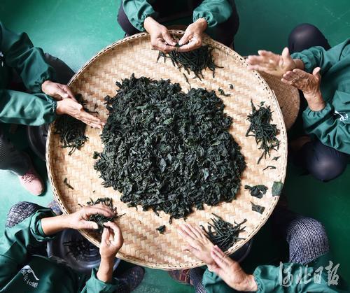 泊头农村种植致富_几个有前景的农村种植致富项目_农村致富项目种植业