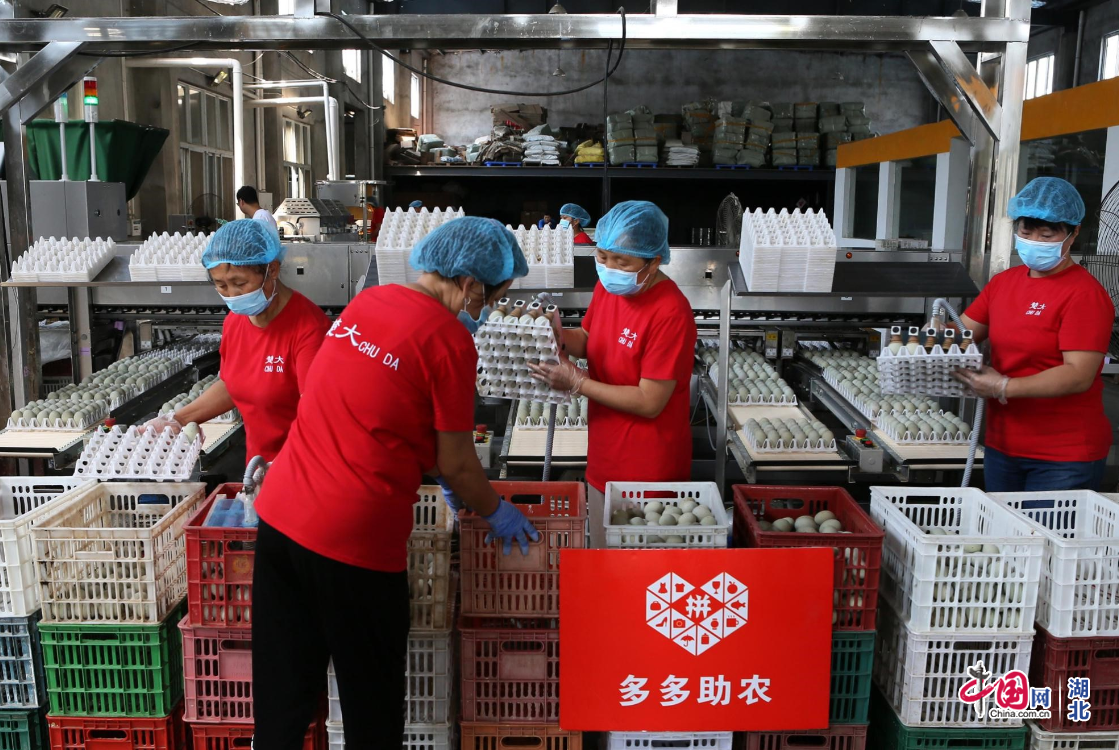 宜城养殖合作社_养殖致富项目一_宜城养殖致富项目