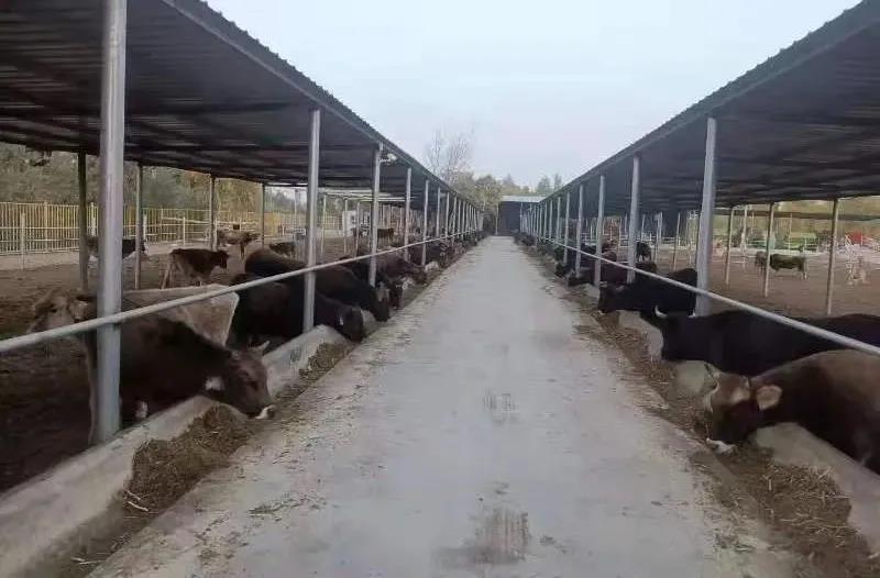 养土牛赚钱吗_致富土牛养殖_致富养殖土牛赚钱吗