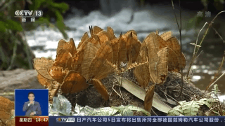 蝴蝶养殖技术培训网_培训蝴蝶养殖网技术怎么样_养殖蝴蝶视频