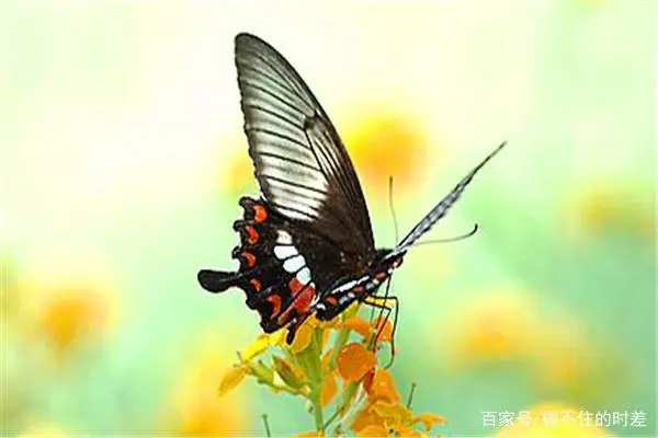 培训蝴蝶养殖网技术要求_蝴蝶养殖技术视频_蝴蝶养殖技术培训网