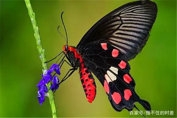 蝴蝶养殖技术视频_培训蝴蝶养殖网技术要求_蝴蝶养殖技术培训网