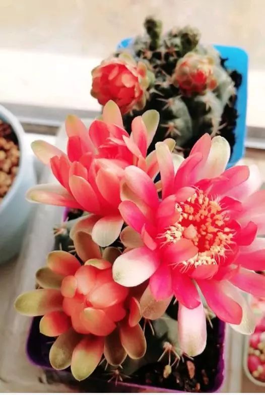 菲花玉怎么养才开花_菲花玉养殖技术_菲花玉怎么播种