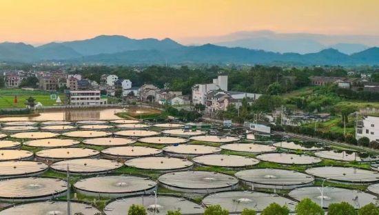 江苏那里养植桂鱼_江苏省鳜鱼养殖致富经_江苏鳜鱼养殖基地