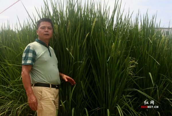 怎样种植谷子高产_谷子种植致富秘诀_种植谷子技术