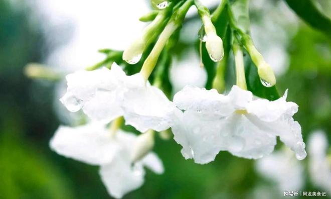 种植花卉致富_种花致富选什么品种_种植花树致富吗