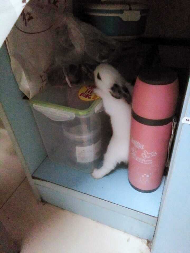 兔子养殖兔舍_兔舍推荐_兔子养殖技术兔舍大全