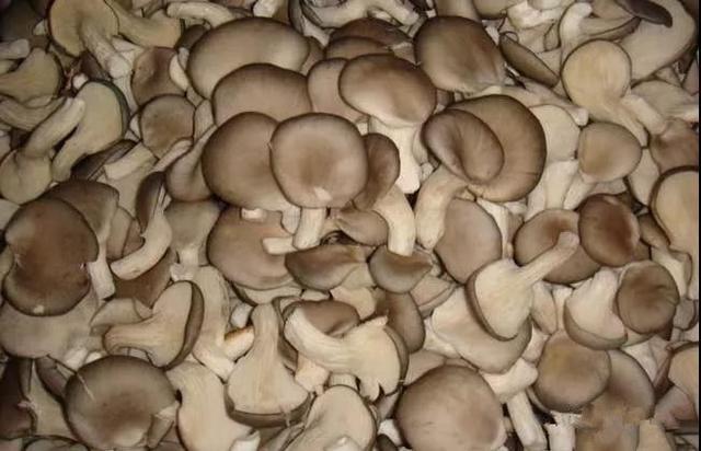 食用菌类图片及名称、特性、使用方式