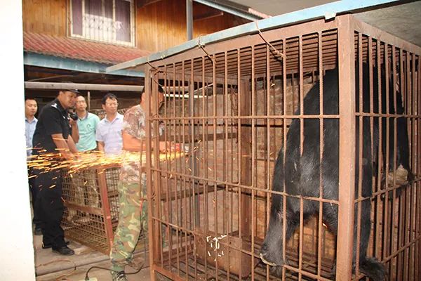 大香猪的养殖技术_养殖香猪技术大赛视频_养殖香猪技术大全图片
