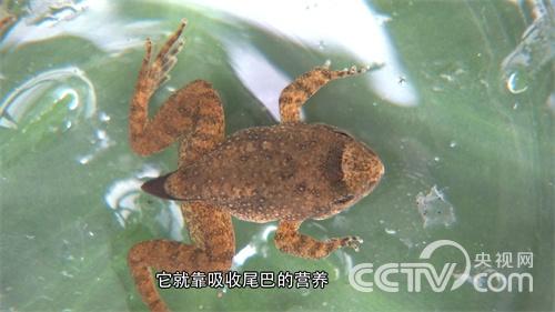 [致富经]石蛙赚钱顶呱呱
