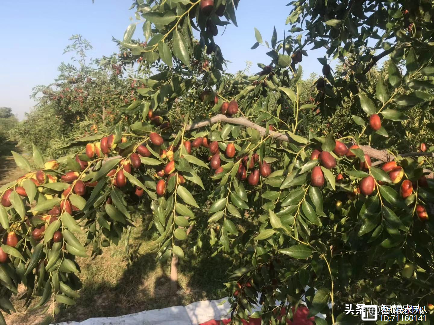 国内最好吃的枣子在哪？山东还是新疆，别忘了这个千年小县城