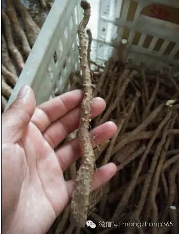 西昌山药种植新技术_四川山药种植_山药新型种植栽培技术