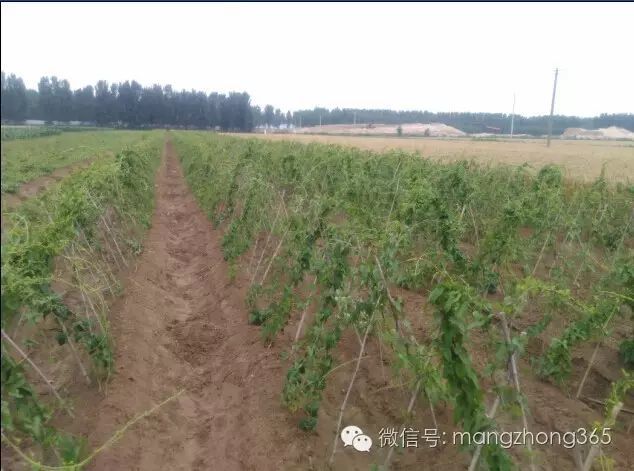 西昌山药种植新技术_四川山药种植_山药新型种植栽培技术