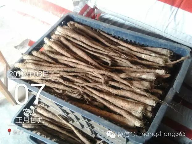 山药新型种植栽培技术_西昌山药种植新技术_四川山药种植
