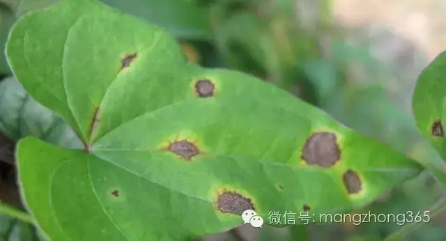 四川山药种植_西昌山药种植新技术_山药新型种植栽培技术