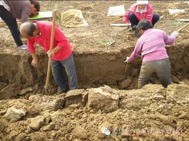 四川山药种植_西昌山药种植新技术_山药新型种植栽培技术