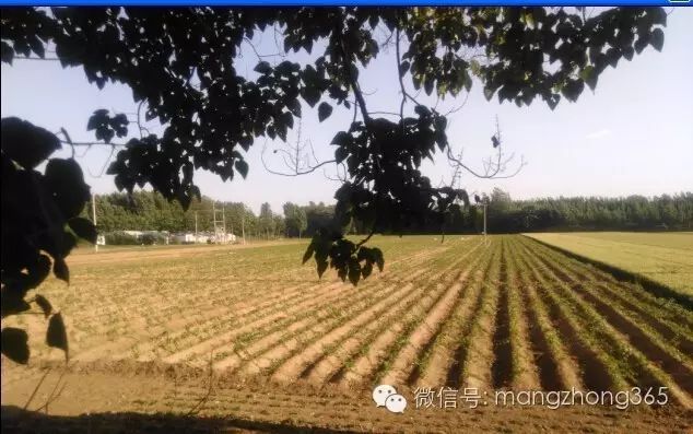 山药新型种植栽培技术_西昌山药种植新技术_四川山药种植