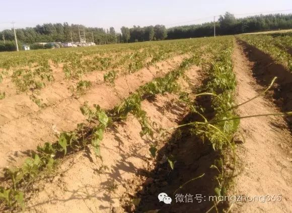 四川山药种植_山药新型种植栽培技术_西昌山药种植新技术