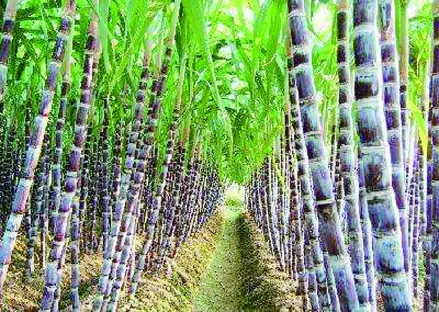种植板栗的方法_板栗新型种植技术_新型种植板栗技术有哪些