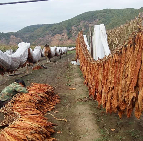 茄子种植法_茄孑的种植技术_茄孑怎样种植