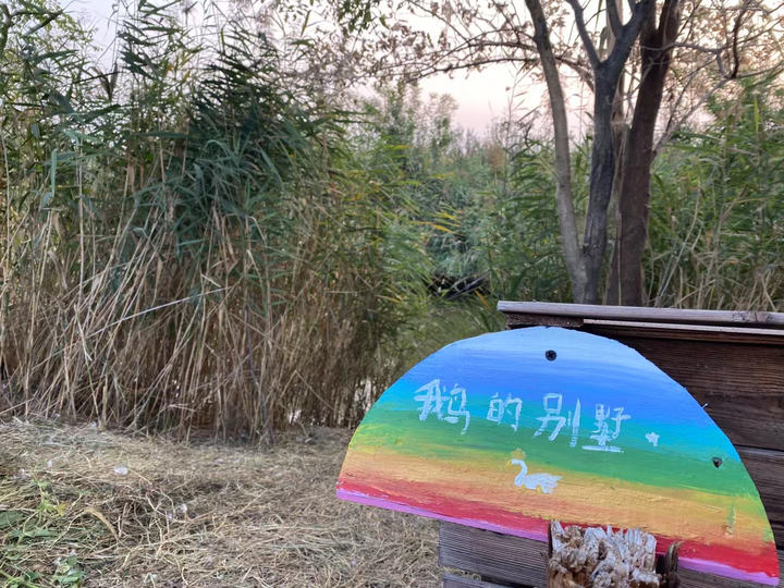 养鹅致富案例_养鹅致富经视频_每日农经致富经百子鹅