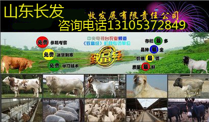 贵州养牛大户_致富经广东人贵州养牛_广东人在贵州养牛