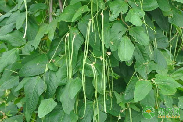 种植茄子技术_茄子种植法_茄孑的种植技术