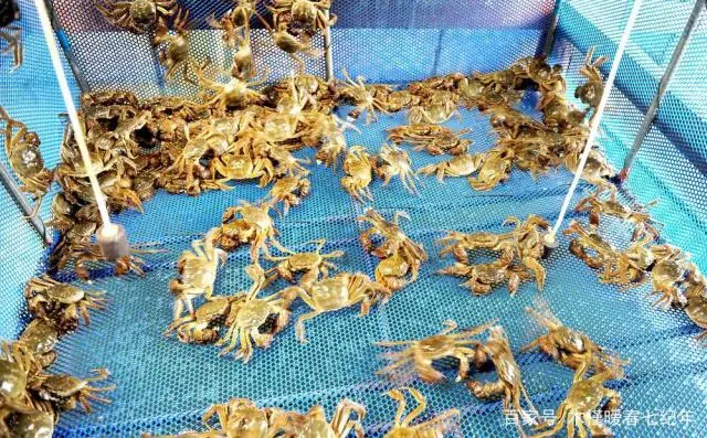养殖大闸蟹需要什么条件_养殖大闸蟹最新技术规程_最新大闸蟹养殖技术