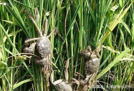 养殖大闸蟹最新技术规程_最新大闸蟹养殖技术_养殖大闸蟹需要什么条件