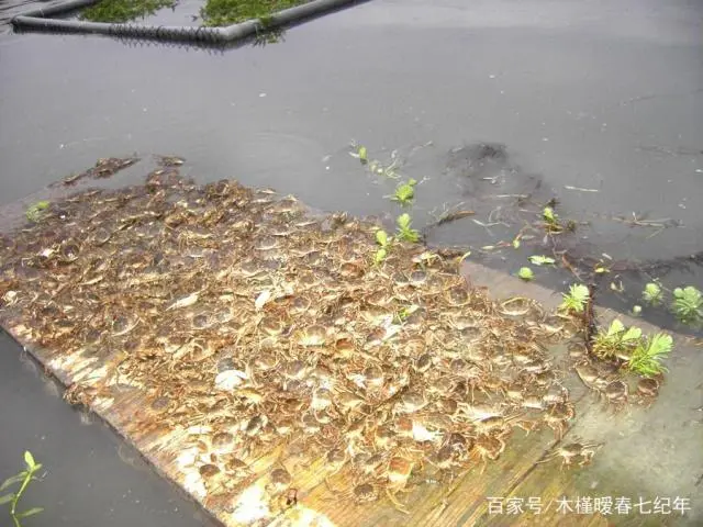 养殖大闸蟹最新技术规程_养殖大闸蟹需要什么条件_最新大闸蟹养殖技术