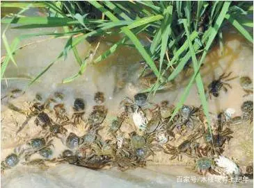 最新大闸蟹养殖技术_养殖大闸蟹需要什么条件_养殖大闸蟹最新技术规程