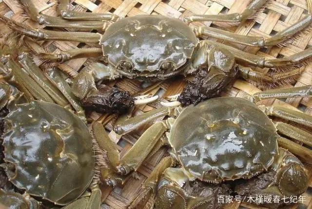 最新大闸蟹养殖技术_养殖大闸蟹需要什么条件_养殖大闸蟹最新技术规程