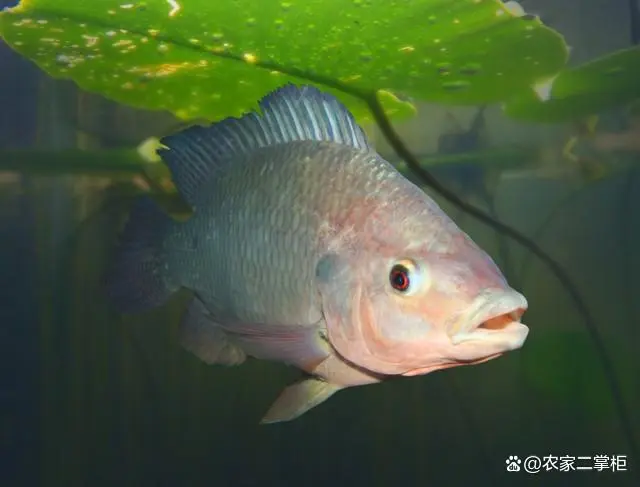 罗非鱼养殖技术_罗非鱼养殖技术视频_罗非鱼养殖技术视频教程全集