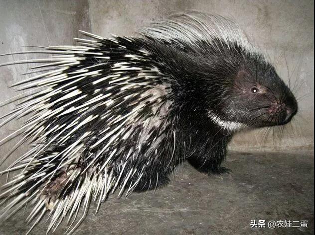 视频致富刺猬养殖播放_生财有道刺猬养殖视频_致富经刺猬养殖视频播放